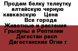 Продам белку телеутку алтайскую,черную кавказскую. › Цена ­ 5 000 - Все города Животные и растения » Грызуны и Рептилии   . Дагестан респ.,Дагестанские Огни г.